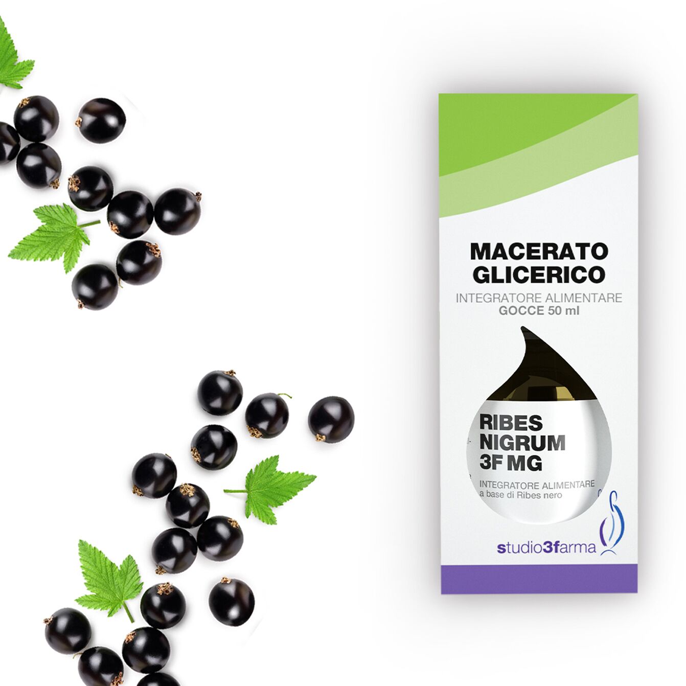Ribes nigrum 3F MG