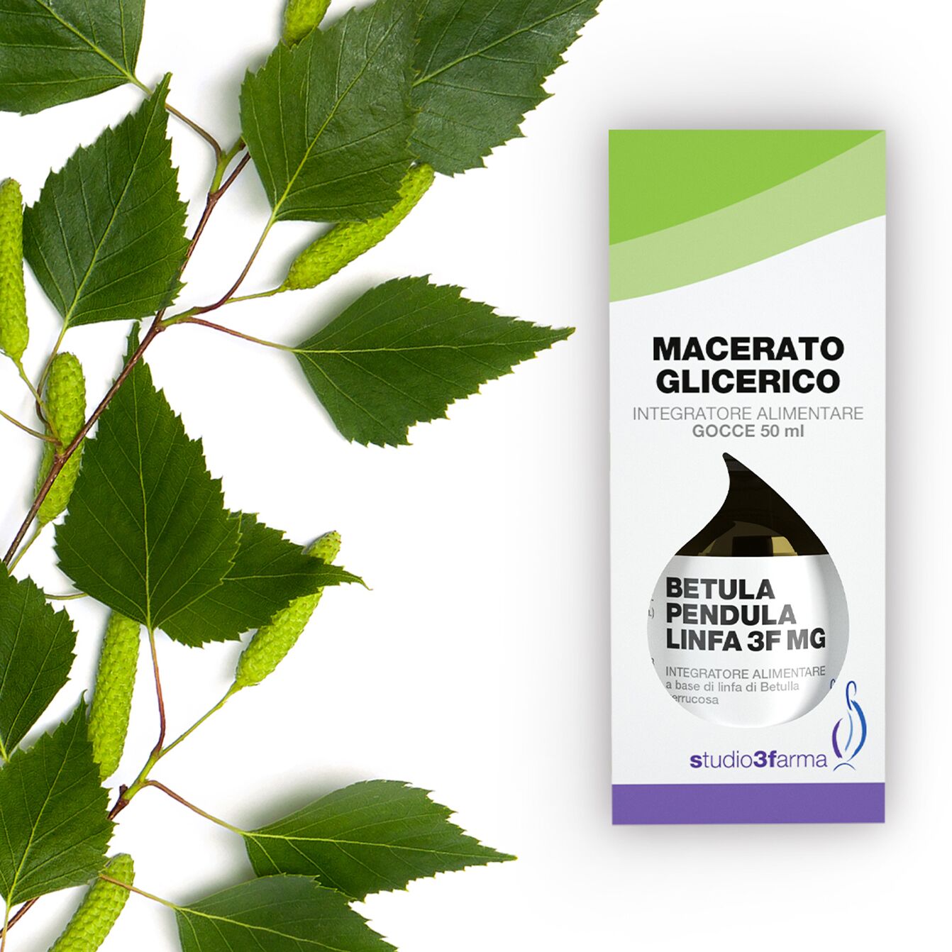 Betula pendula linfa 3F MG